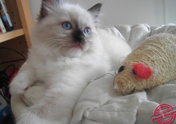 chaton mâle seal-mitted - 7 semaines - Chatterie Ragdolls du Val de Beauvoir